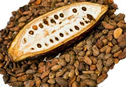 Cacao Pod