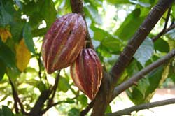 Cacao Tree