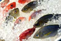 Fish on Ice