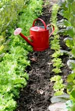 Growing Spinach