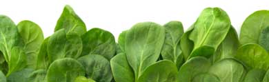 Border of Spinach