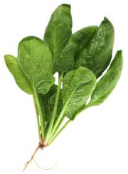 Spinach Plant