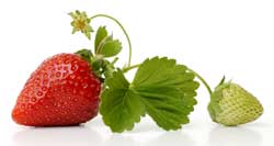 Strawberry Plant