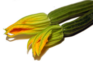 Zucchini Blossoms