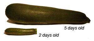 Zucchini Sizes