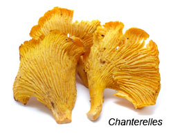 Chanterelles