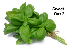 Sweet Basil