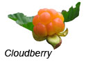 Cloudberry