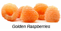 Golden Raspberries