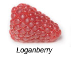 Loganberry