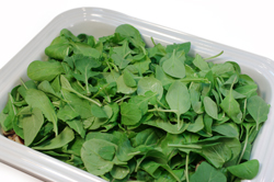 Arugula Layer