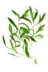 Herb