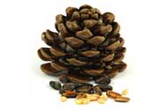 Pine Nuts