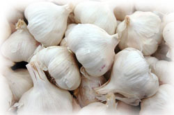 Garlic