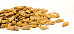 Barley Grains