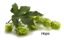 Hops