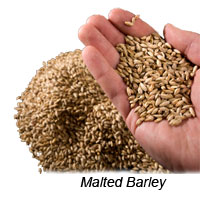 Malted Barley