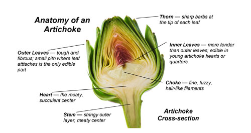 Artichoke Anatomy Diagram