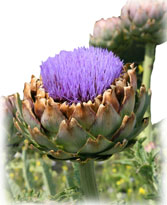 Artichoke in Flower