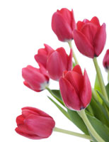 Pink Tulips