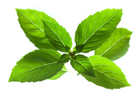 Basil Leaves