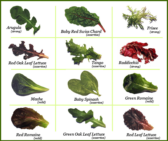 Chart of  Salad Greens