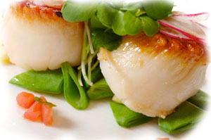 Scallops