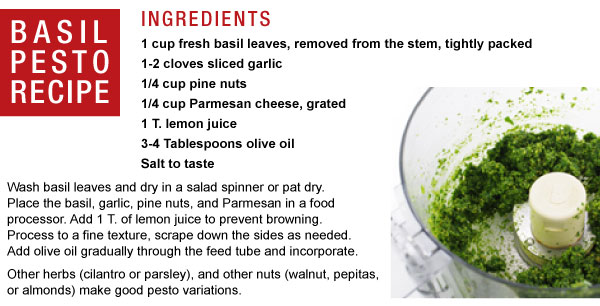 Basil Pesto Recipe