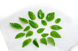 Crackly Basil Leaves