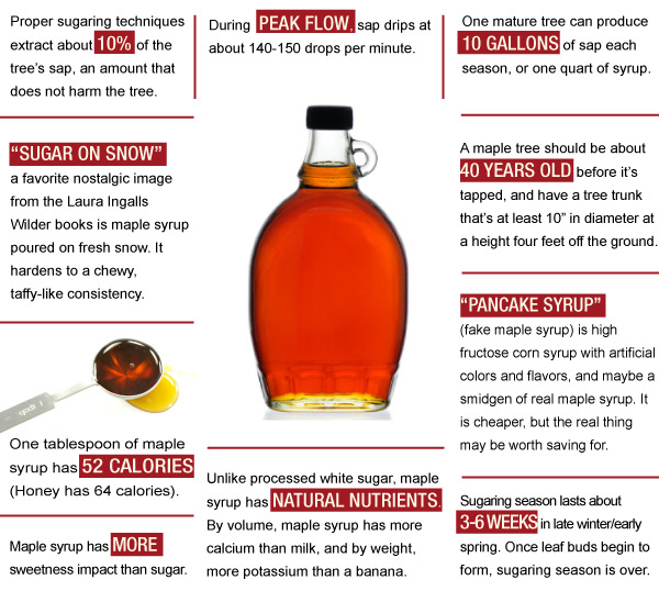 Maple Syrup Trivia