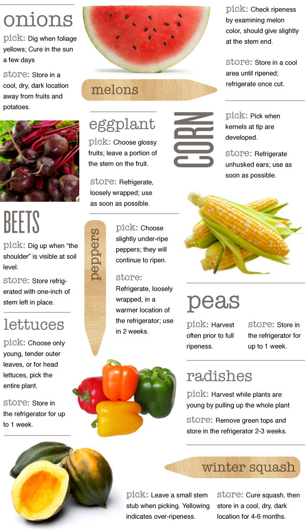 Picking and Storing Veggies