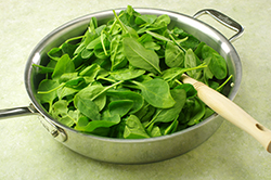 Wilting Spinach