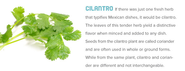 Cilantro