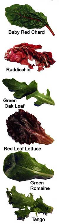 Greens Chart Side