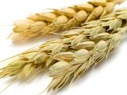 Wheat Heads
