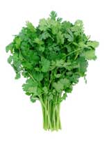 Cilantro Bouquet