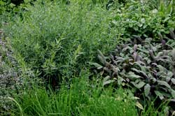 English Herb Garden