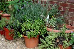 Herbs in Pots