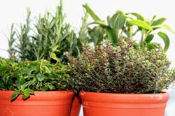 Herbs in Pots