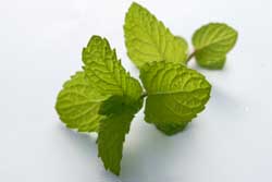 Mint Sprig