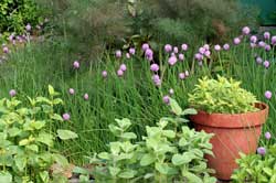 Herbs in the Outdoors