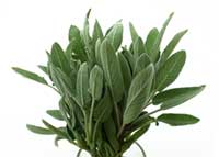 Sage Bouquet
