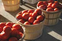 Bushels of Tomatoes