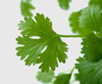Cilantro 