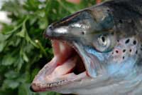 Salmon Head