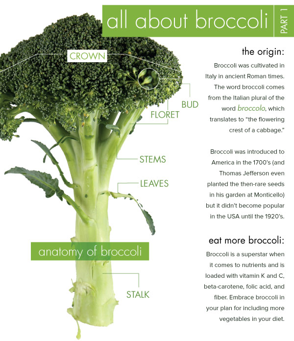 All About Broccoli: Part I