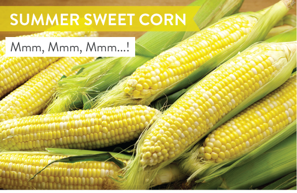 Summer Sweet Corn