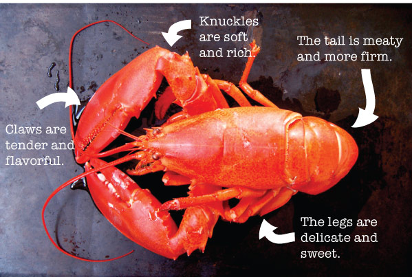 Lobster Anatomy