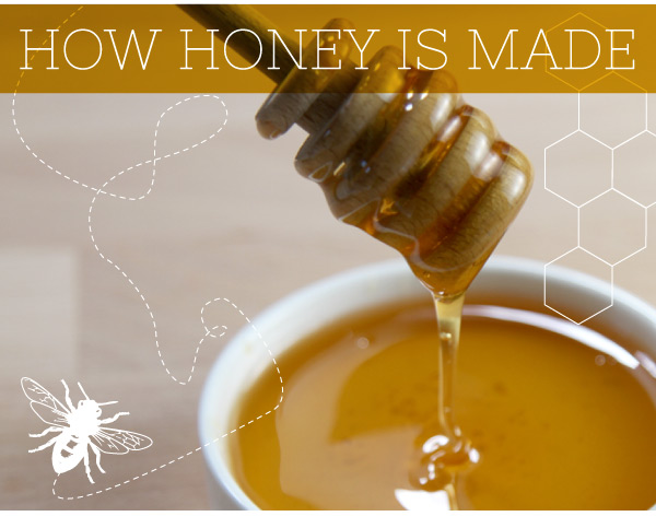 How Honey is Made