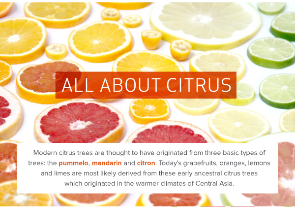 All About Citrus